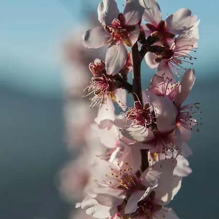 Casa Servando * クルス・デ・テヘーダ